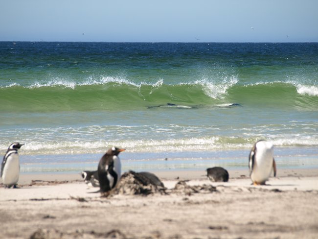 ../../Pictures/241209/055 Toninas overas.JPG